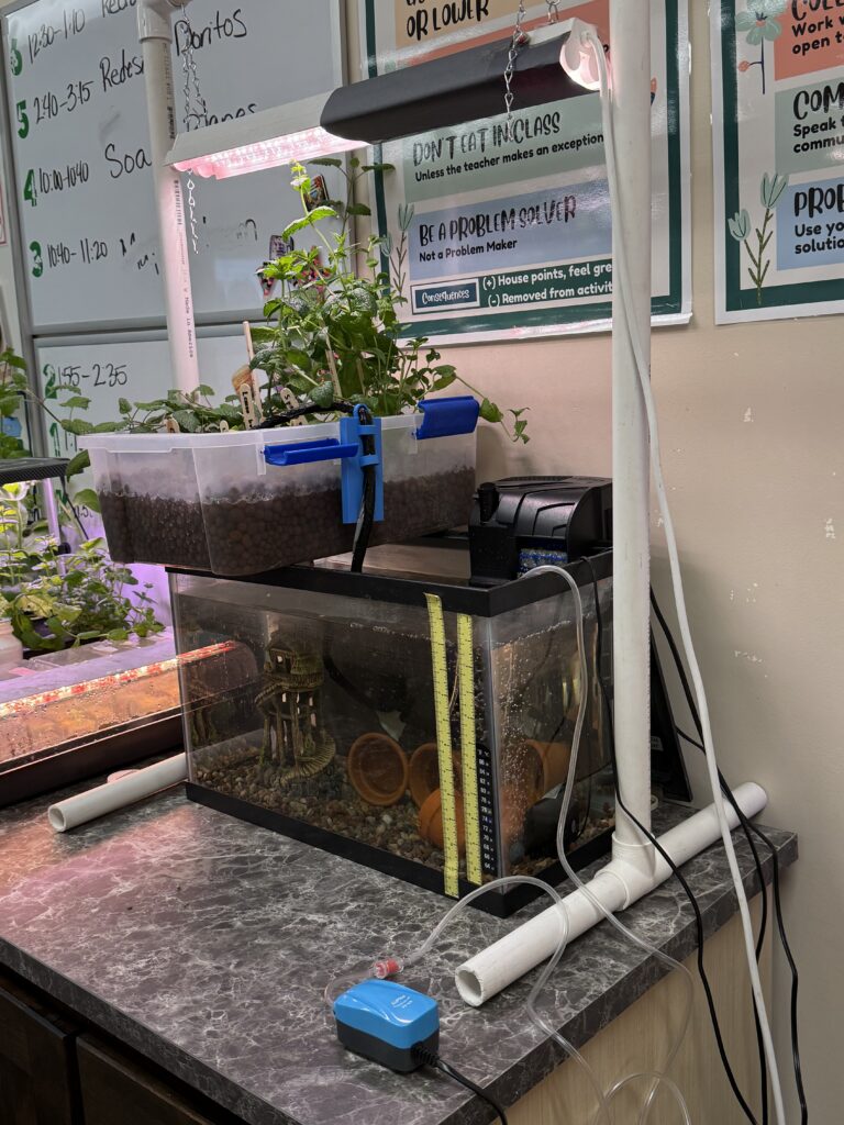 A small aquaponics setup with plants growing above a fish tank on a countertop.